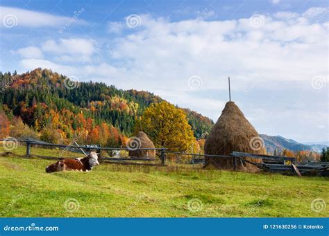 Autumn Landscape with a Cow on the Pasture Stock Photo - Image of ...