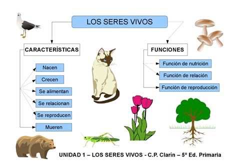 Seres vivos e inertes – Artofit