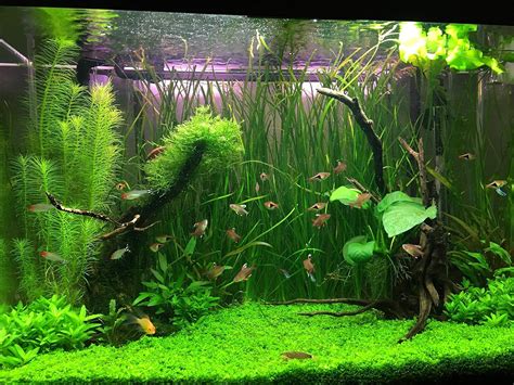 Vajra Aquarium Plants Seeds Mixed and Water Grass Seeds - Pack of 150 ...