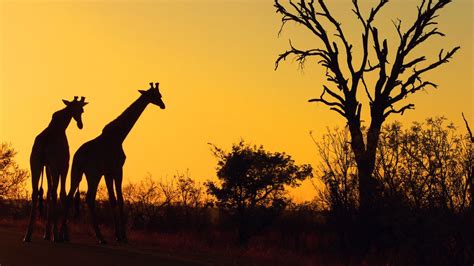 Safari, Africa, Giraffes, Nature, Sunset - HD Wallpapers Kruger ...