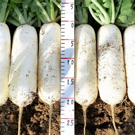 Growing Summer Radishes | Jenong S&T, Radish Cultivation