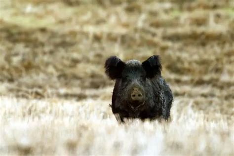 Hunting for a wild boar with a crossbow: types and features - Ask the expert 2023