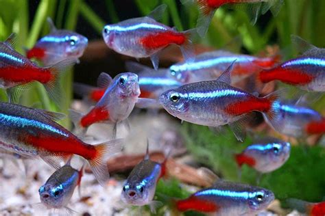 Neon Tetra - Paracheirodon innesi | Aquarium Fish Paradise – Adelaide SA