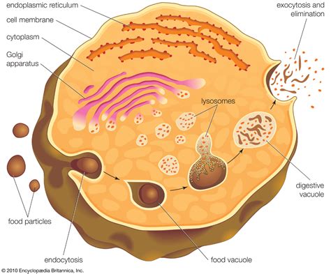 Lysosome Diagram And Function Funktion Lysosomes Lisosomi St