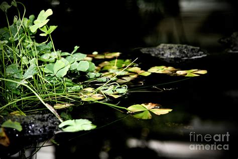 Clove Water Photograph by Jessica Reilly-Reed | Fine Art America