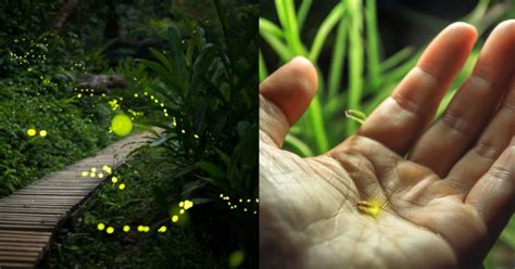 Scientists Warn That 2,000 Firefly Species Are Facing Extinction