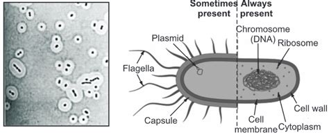 Bacterial capsule: Composition, Function and Examples - Biology Ease