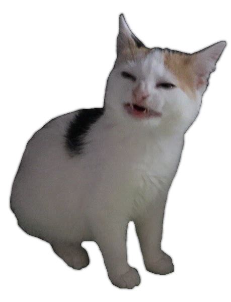 Banana cat Blank Template - Imgflip