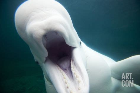 'Beluga Whale, Mystic Aquarium, Connecticut' Photographic Print - Paul Souders | Art.com ...