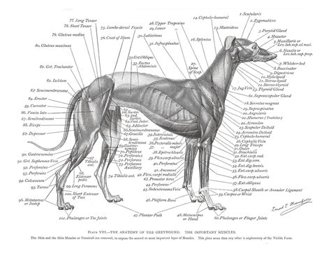 Dog Leg Muscle Anatomy - Anatomy Book