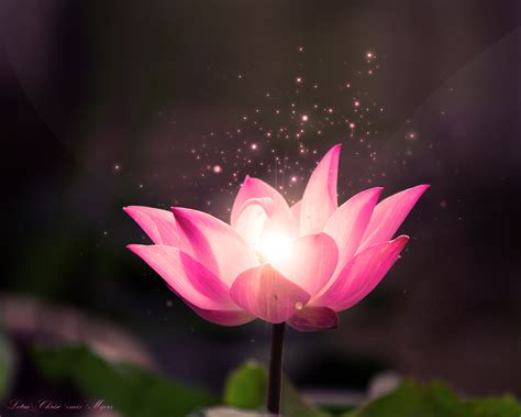 🔥 [69+] Lotus Flower Backgrounds | WallpaperSafari