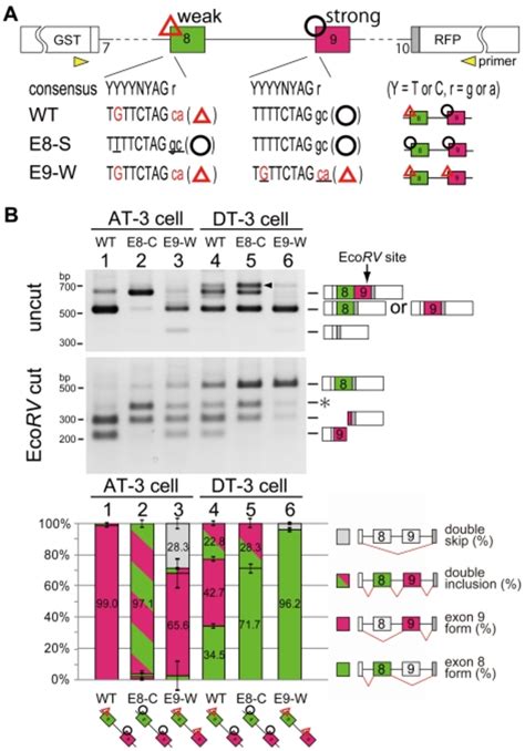 (A) Scheme for 3' splice site mutation on exons 8 and 9. Uppercase... | Download Scientific Diagram