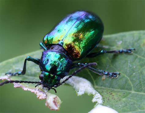 Ohio Birds and Biodiversity: Small bugs, beautiful and otherwise