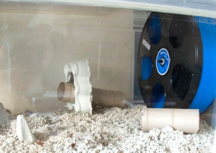 DIY Angled Hamster Tunnel - petdiys.com