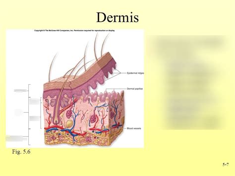 layers of skin dermis Diagram | Quizlet Skin Anatomy, Integumentary ...