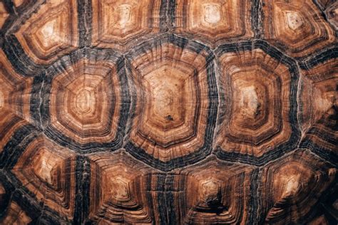 Tortoise Shell Pattern Background