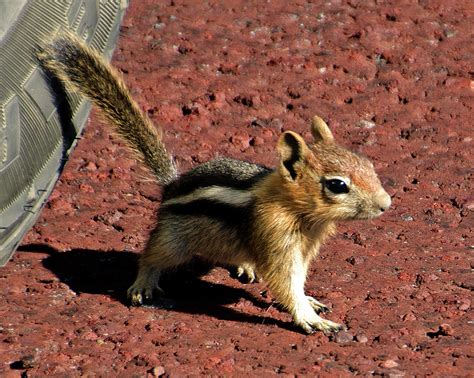 Baby Chipmunk Photograph by Lionel Harris