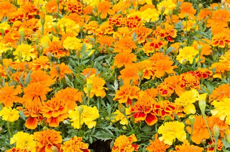 Marigold flowers in the garden containing sciences, annual, and bloom ...