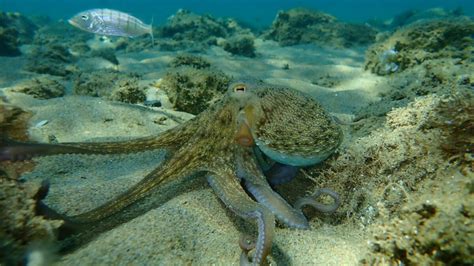 10 Fascinating Facts About Having a Pet Octopus