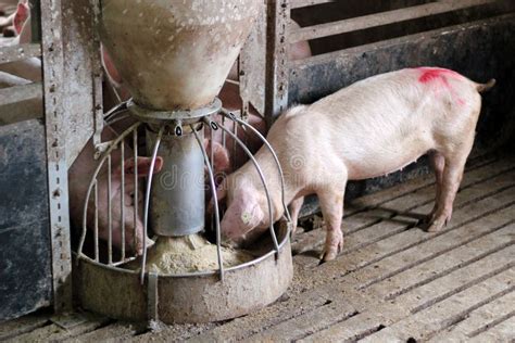 Pigs Eating stock image. Image of agriculture, industry - 20113611