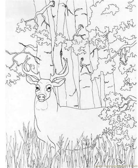 Venado De Cola Blanca En La Selva Para Colorear Imprimir E Dibujar ...