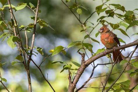 Cardinalidae Free Stock Photo - Public Domain Pictures