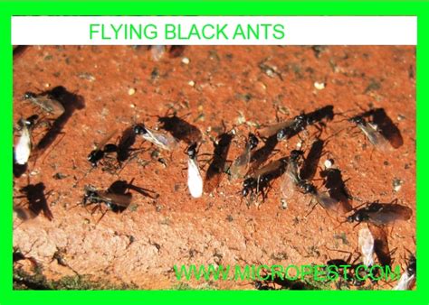 FLYING BLACK ANTS IN CHATSWOOD SYDNEY - Micropest Pest Control Sydney