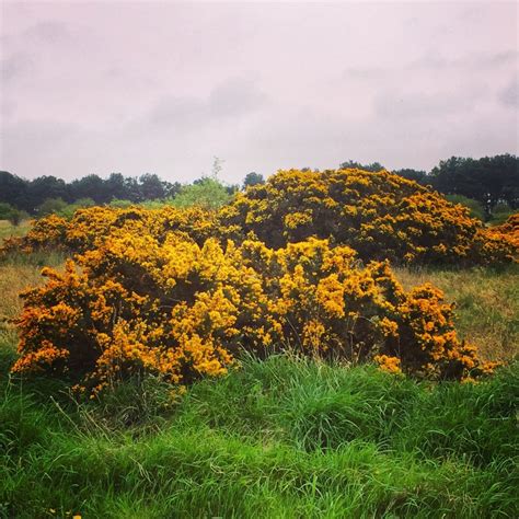 Gorse flowers