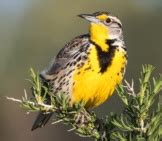 Meadowlark - Description, Habitat, Image, Diet, and Interesting Facts