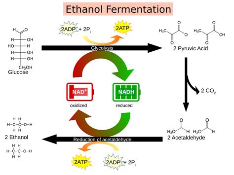 Yeast Fermentation