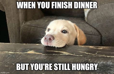 Hungry Dog Meme