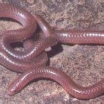 Texas Blind Snake Facts and Pictures | Reptile Fact