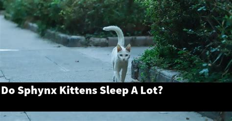 Do Sphynx Kittens Sleep A Lot? – Catstopics