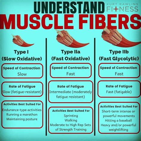 a poster with instructions on how to use muscle fibers