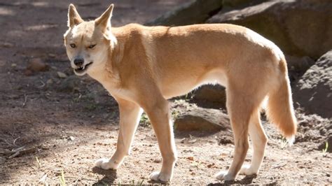 In rare attack, dingo repeatedly bites and holds girl underwater. (Luckily she survived ...