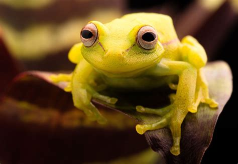 Tree frog | Description, Types, & Facts | Britannica