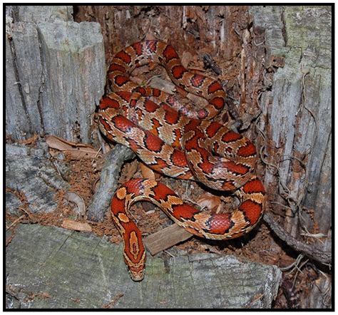 Red Rat Snake (Corn Snake) | Florida Backyard Snakes