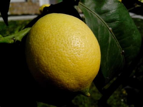 Free picture: organic, lemon, fruit