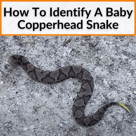 How To Identify A Baby Copperhead Snake