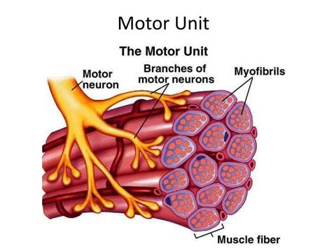 Motor Unit Diagram Labeled