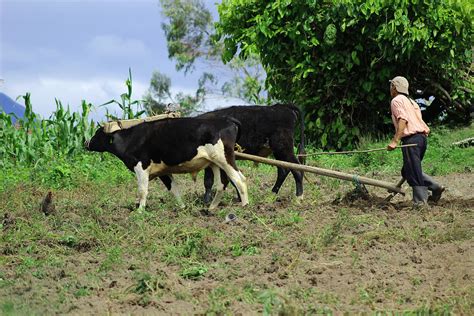 Using Oxen For Plowing Photograph by Robert Hamm