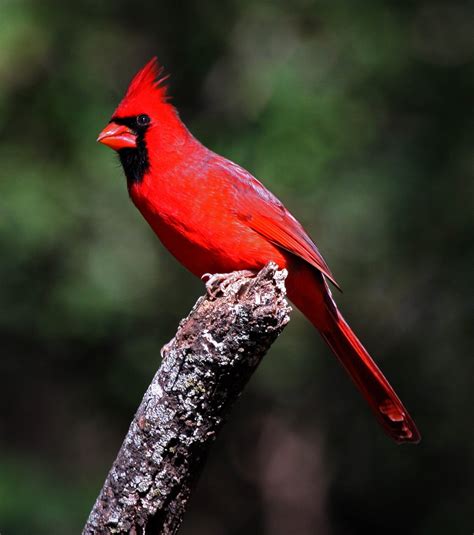 Animals world: Cardinal birds