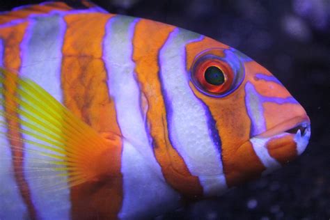 Free Images : animal, underwater, color, blue, reef, close up, aquarium, goldfish, macro ...