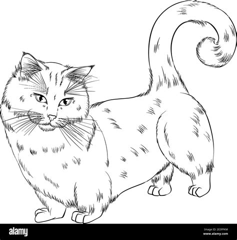 Standing cat breed Munchkin or Sausage cat. Line art vector illustration suitable for coloring ...