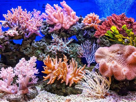 Fun Facts About Coral Reefs You Might Not Know