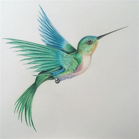 Hummingbird Drawing, Pencil, Sketch, Colorful, Realistic Art Images | Drawing Skill