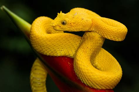 A Yellow Eyelash Pit Viper Photographed In Costa Rica – The Dallas World Aquarium