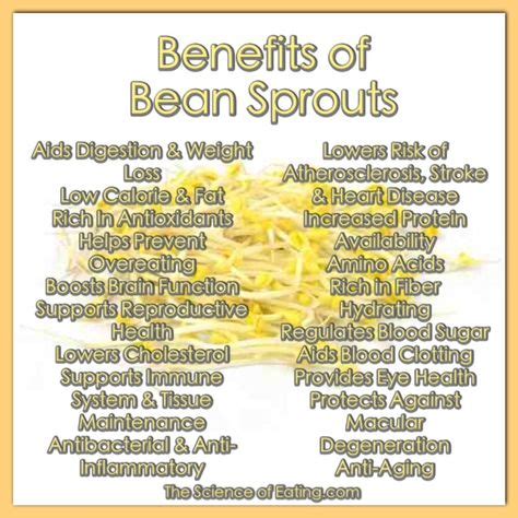 Benefits Of Mung Bean Sprouts