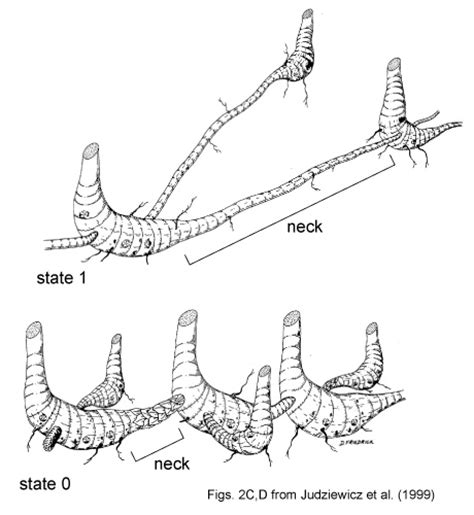 Life Span and Rhizomes