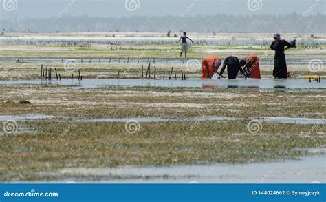 Seaweed Farming Editorial Photo | CartoonDealer.com #225712253